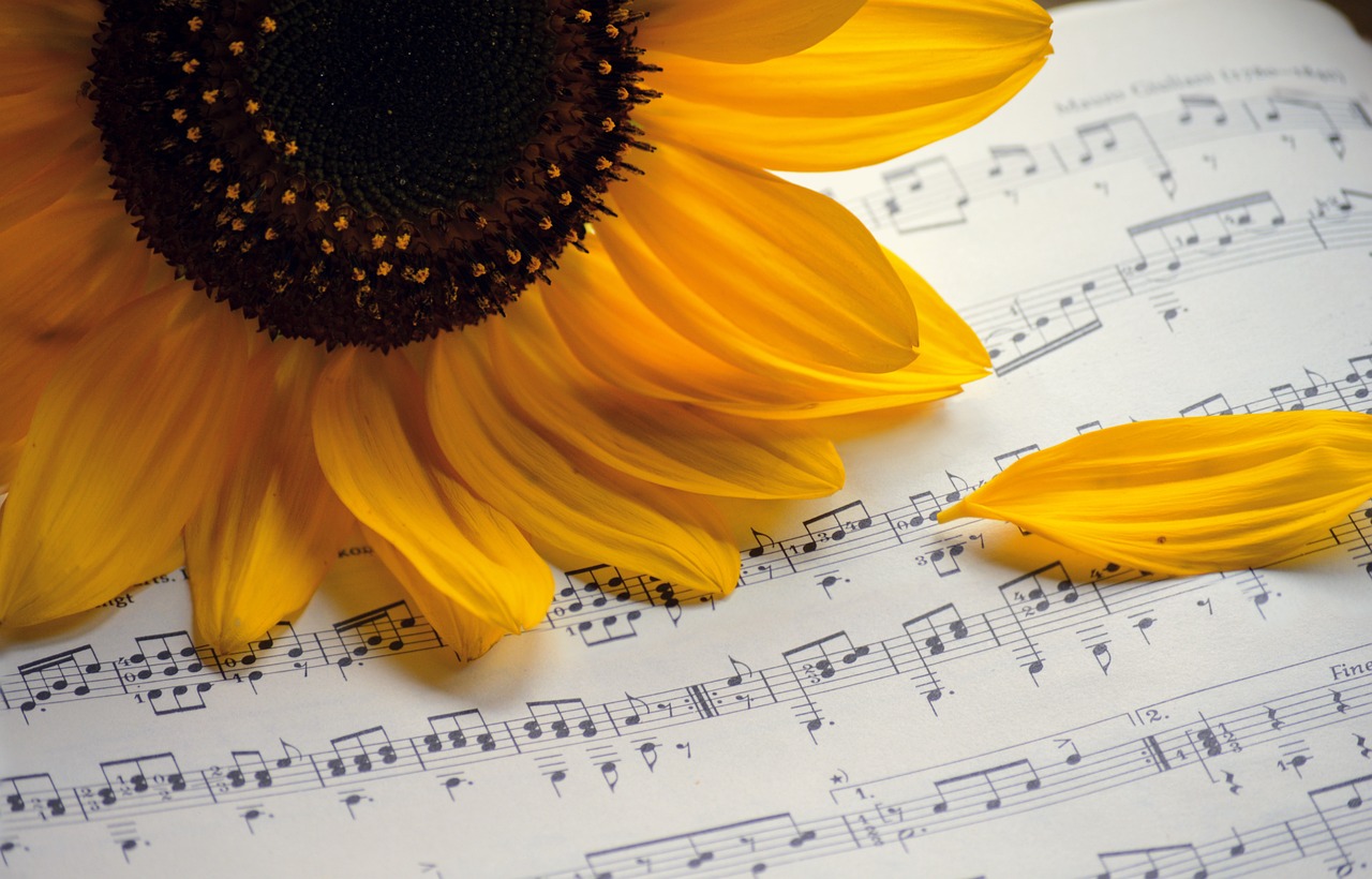 sunflower, summer songs, choir-7493240.jpg